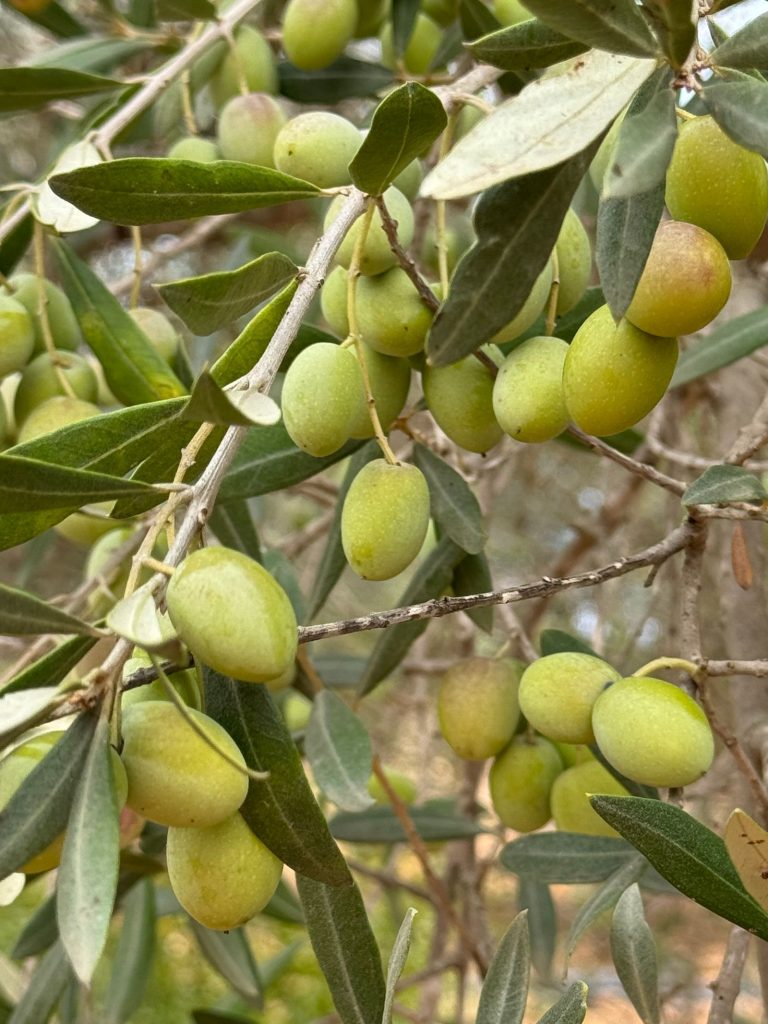 Aceitunas verdes en la rama del olivo