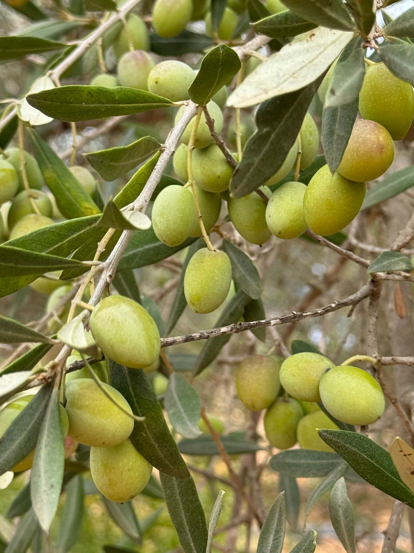 Aceitunas verdes en la rama del olivo